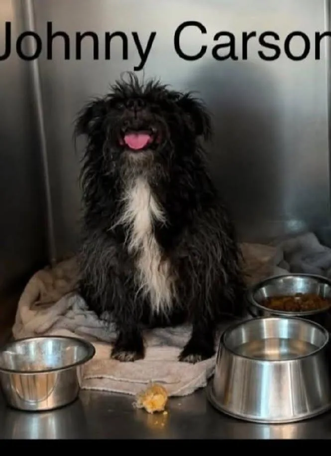 An adult small-sized male Black Mixed Breed dog named Johnny Carson  arriving for adoption in Chardon, OH