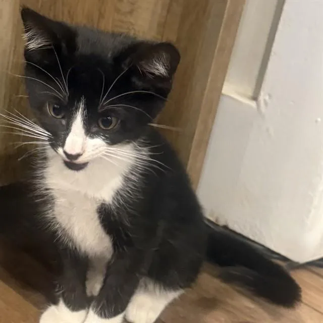 A baby small-sized male Domestic Short Hair cat named Pinecone for adoption in Auburn, CA