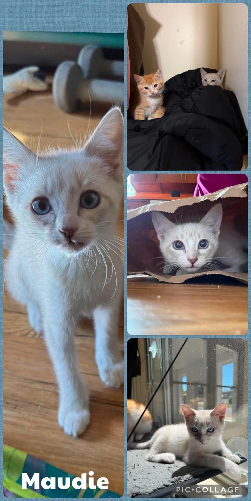 A baby small-sized female Buff / Tan / Fawn Domestic Short Hair cat named Maudie for adoption in Newberg, OR