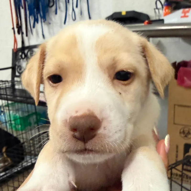 A baby small-sized female White / Cream Labrador Retriever dog named Cold Foam for adoption in Edinburg, TX