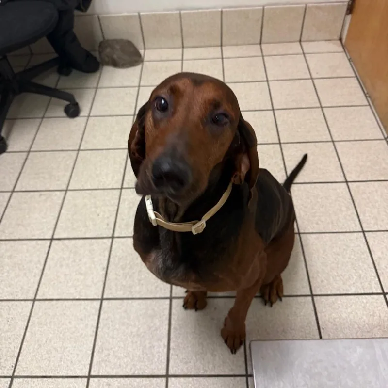 An adult medium-sized male Red / Chestnut / Orange Mixed Breed dog named Pooter for adoption in Charleston, WV