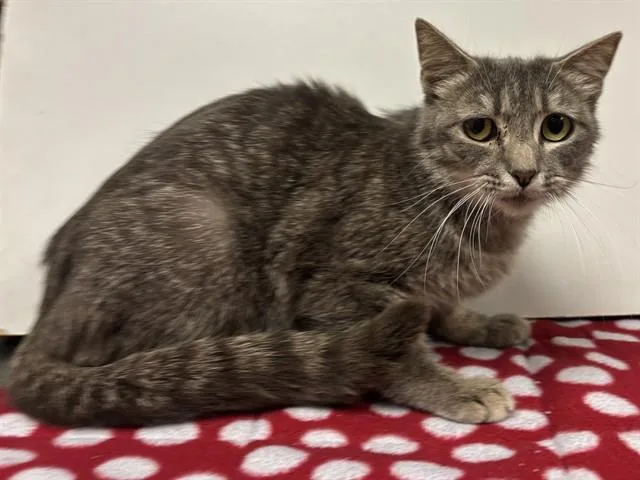 A young medium-sized female Domestic Short Hair cat named Arden for adoption in Sacramento, CA
