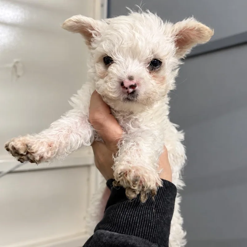A baby small-sized male White / Cream Standard Poodle dog named Whiz for adoption in Fredericksburg, TX