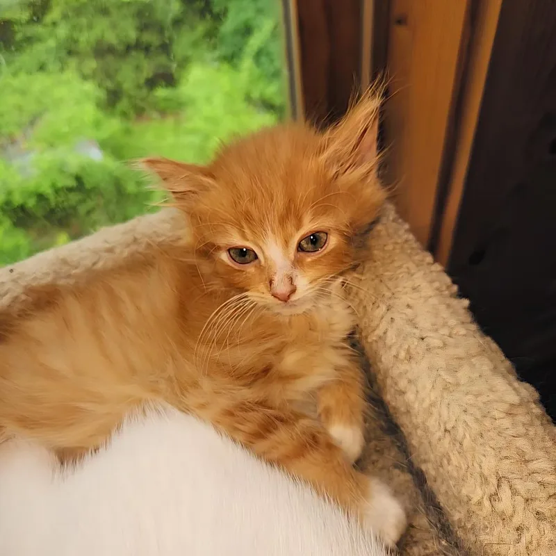 A baby small-sized male Orange / Red Domestic Medium Hair cat named Knight Who Says Ni for adoption in Fredericksburg, VA