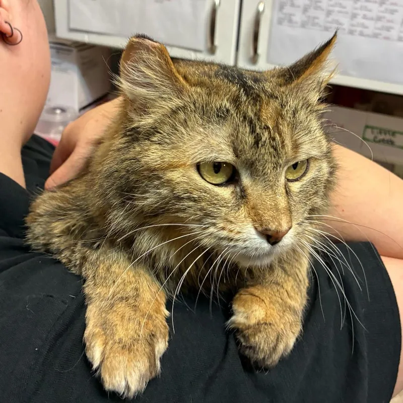 An adult small-sized female Torbie Domestic Medium Hair cat named Stratogale for adoption in Las Vegas, NV