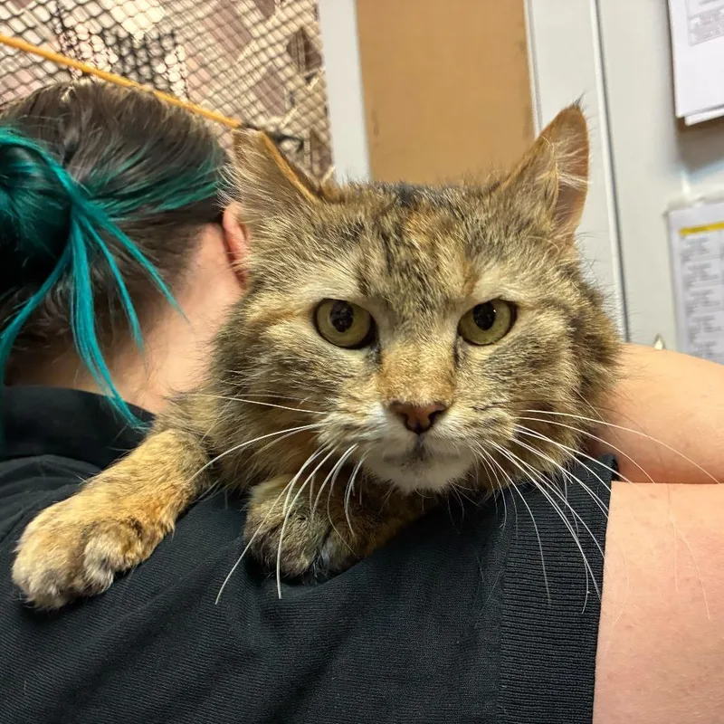 Stratogale thumbnail 2