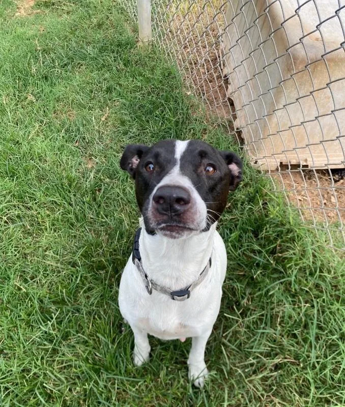 An adult medium-sized female White / Cream Mixed Breed dog named Chickadee HW positive for adoption in Chattanooga, TN