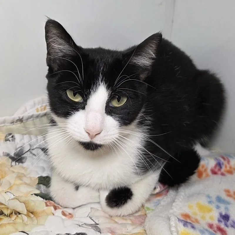 An adult medium-sized female Domestic Short Hair cat named Brava for adoption in Los Angeles, CA