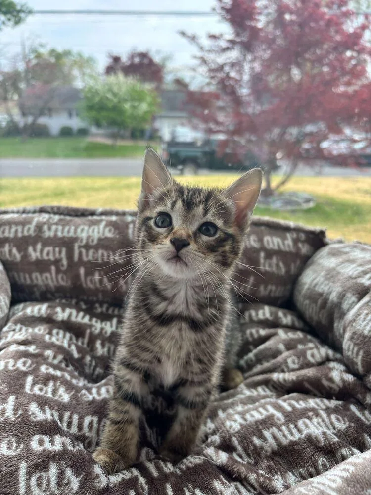 A baby medium-sized female Domestic Short Hair cat named Gloss for adoption in Milltown, NJ