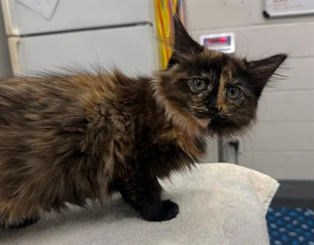 A baby small-sized female Domestic Medium Hair cat named Pecan for adoption in Peoria, IL