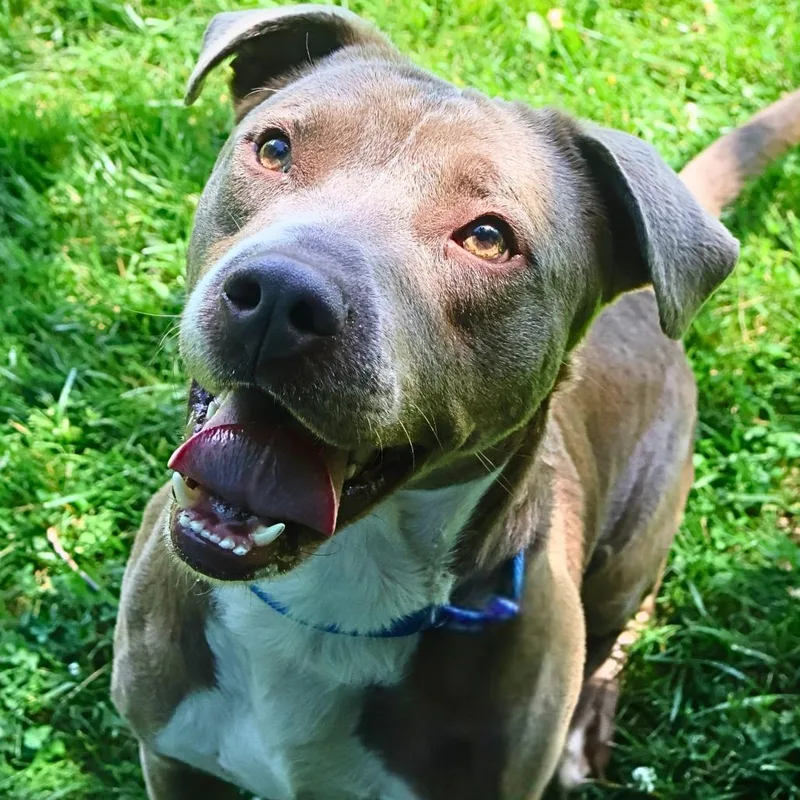 A young medium-sized male Gray / Blue / Silver Terrier dog named Jacks for adoption in South Elgin, IL