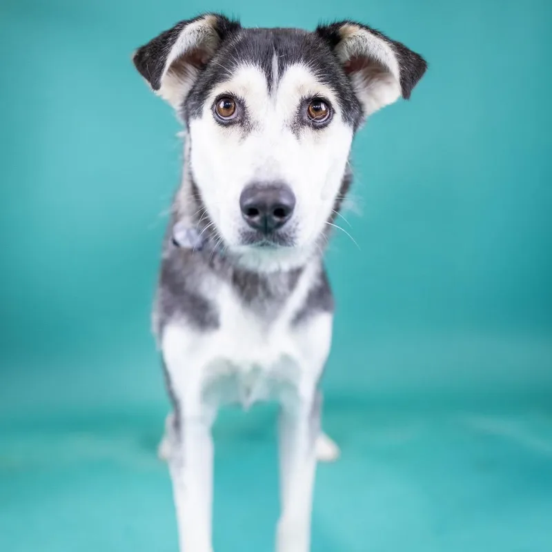 An adult medium-sized female Gray / Blue / Silver Husky dog named Harper for adoption in Portland, OR