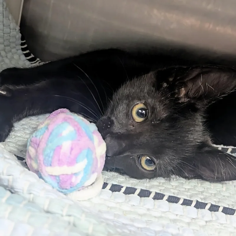 A baby large-sized male Black Domestic Short Hair cat named Barry for adoption in Springfield, IL