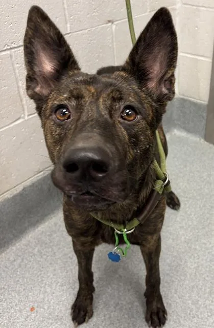 An adult medium-sized female Belgian Shepherd / Malinois dog named Cocoa for adoption in Indianapolis, IN