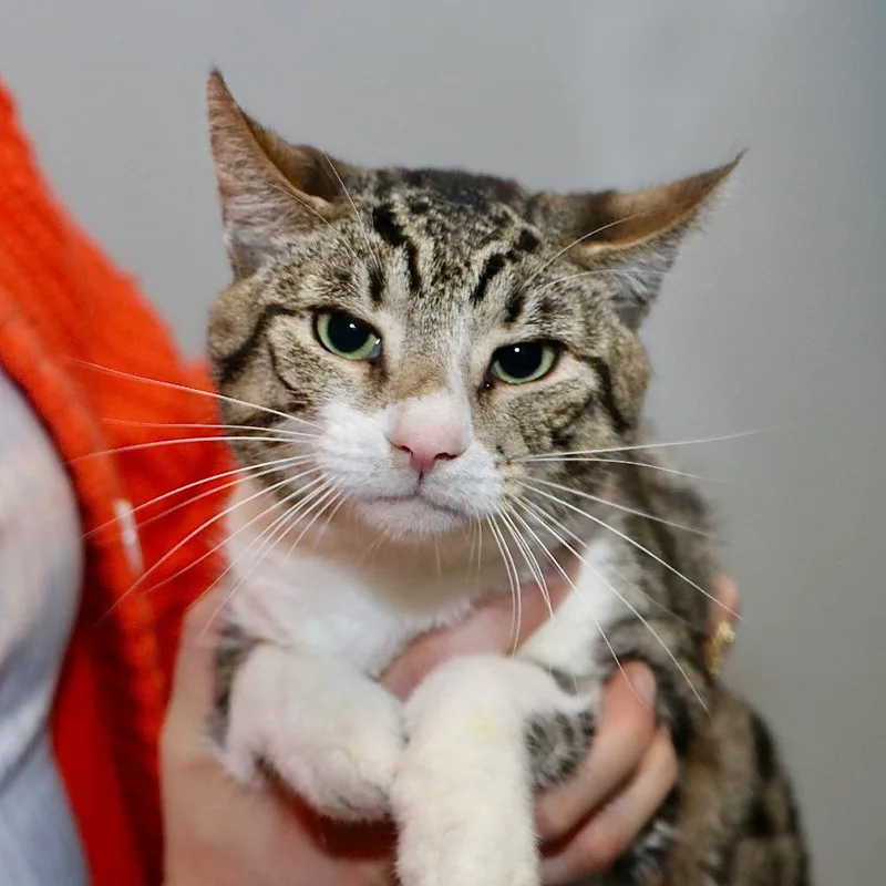 A young medium-sized male Gray / Blue / Silver Domestic Short Hair cat named Cloud for adoption in Allentown, PA