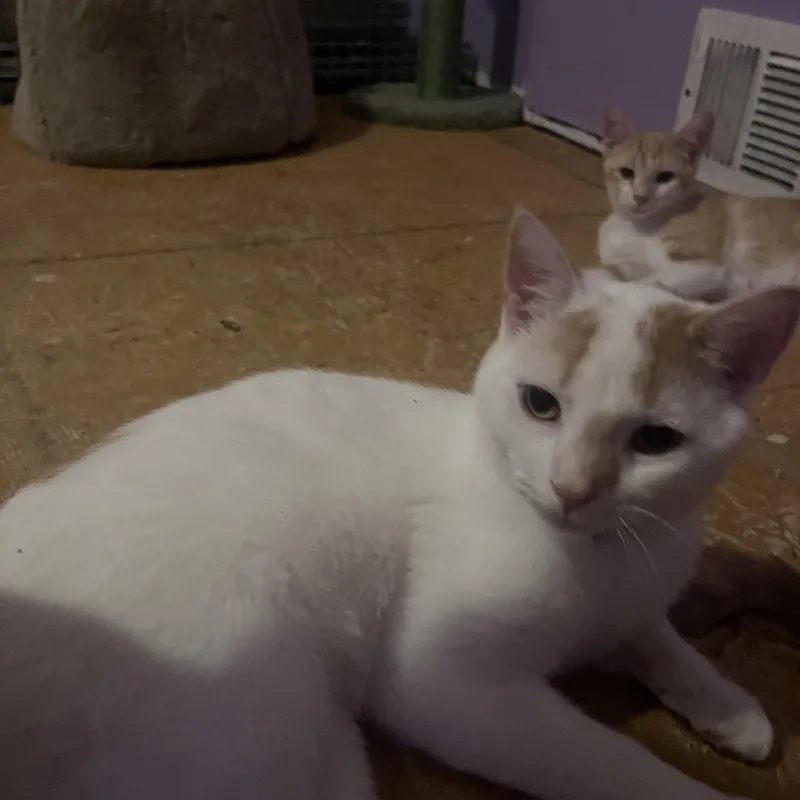 Marmalade thumbnail 2