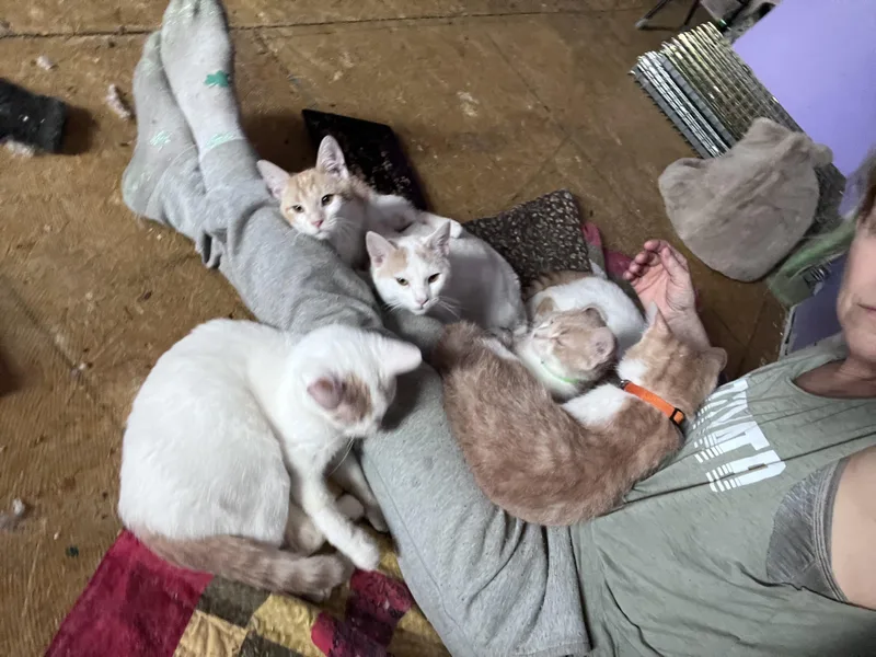 Marmalade thumbnail 3