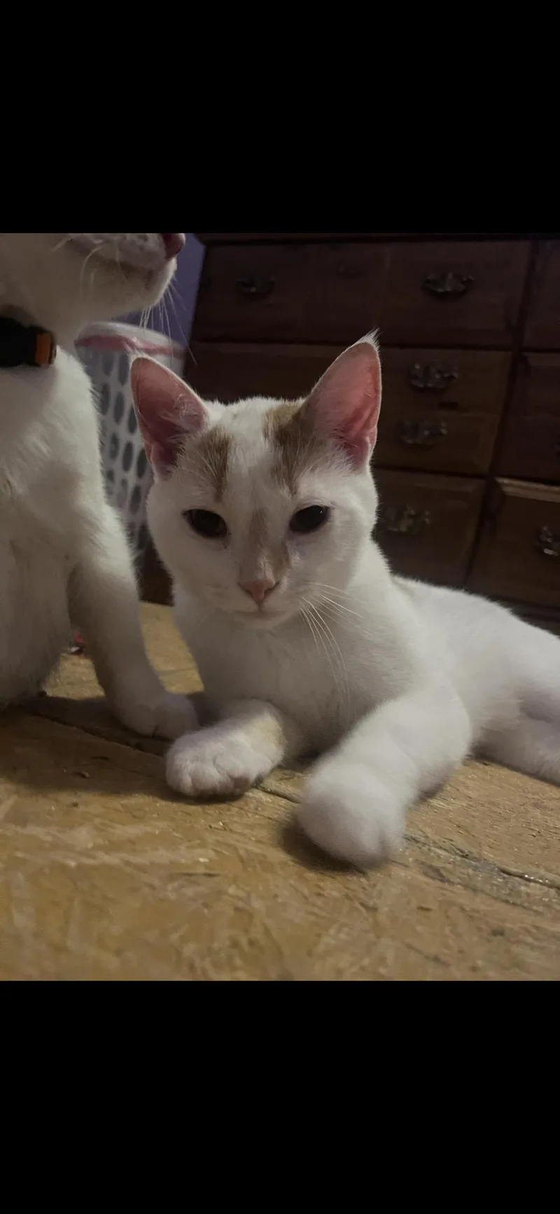 A young large-sized male Buff & White Turkish Van cat named Marmalade for adoption in Newark valley, NY