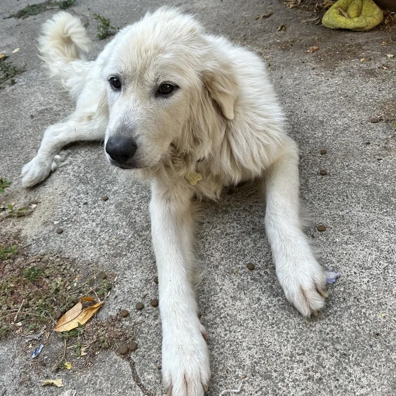 Madeline thumbnail 4