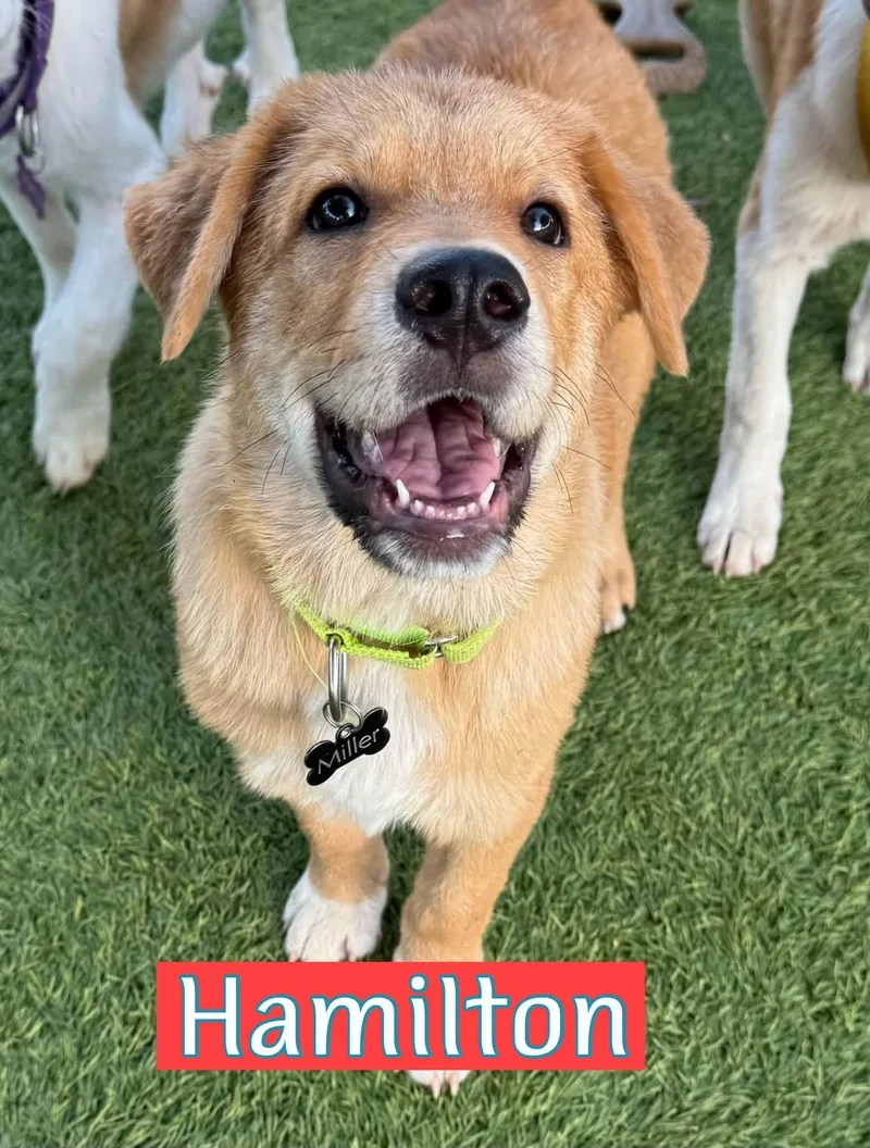 A baby large-sized male Golden Retriever dog named Hamilton for adoption in Keller, TX