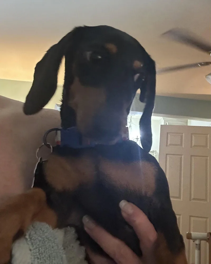 A young medium-sized female Dachshund dog named Edna for adoption in Pearland, TX