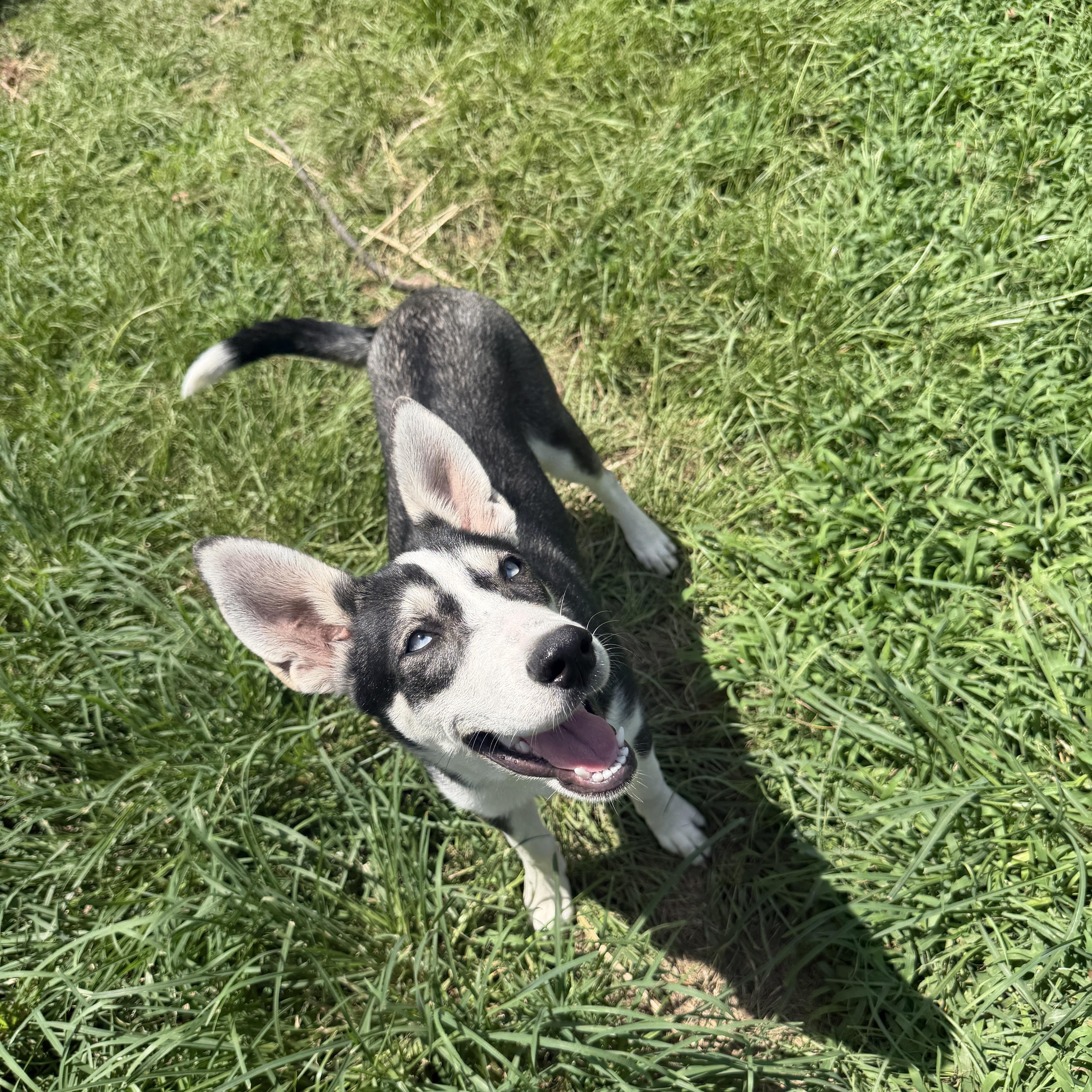 A baby medium-sized female Siberian Husky dog named Ariana for adoption in Sumter, SC