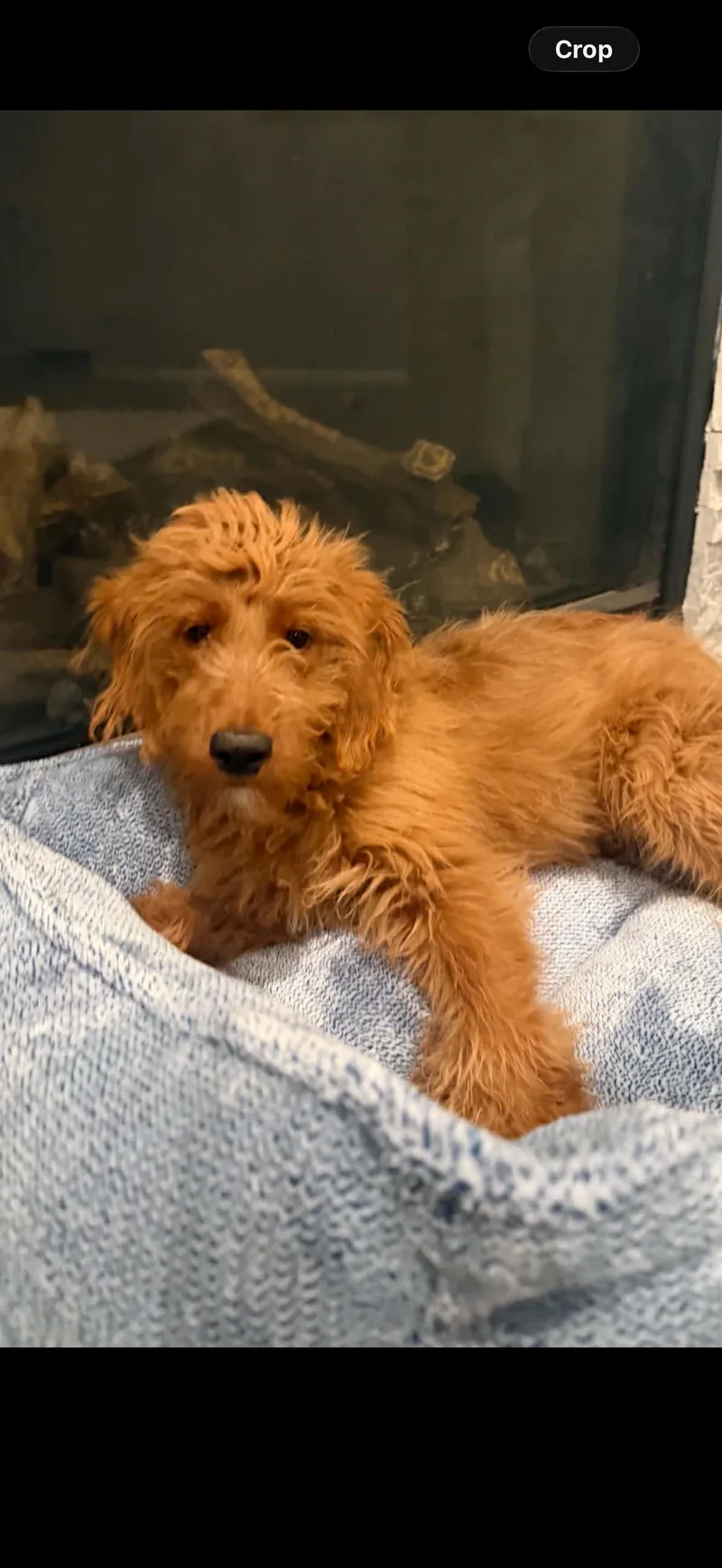 Rudy The Darling