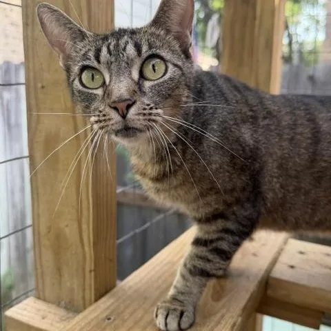 An adult medium-sized female Tabby (Brown / Chocolate) Domestic Short Hair cat named Lilo for adoption in Houston, TX