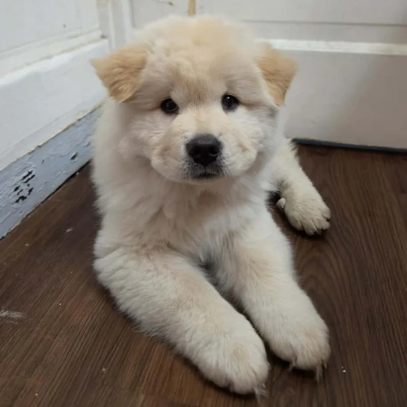 A baby small-sized male Chow Chow dog named Borris Wigglesworth for adoption in Olathe, KS