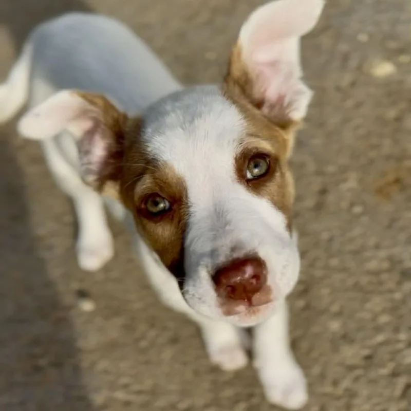 A baby medium-sized female White / Cream Mixed Breed dog named Sandy for adoption in Washington Township, OH