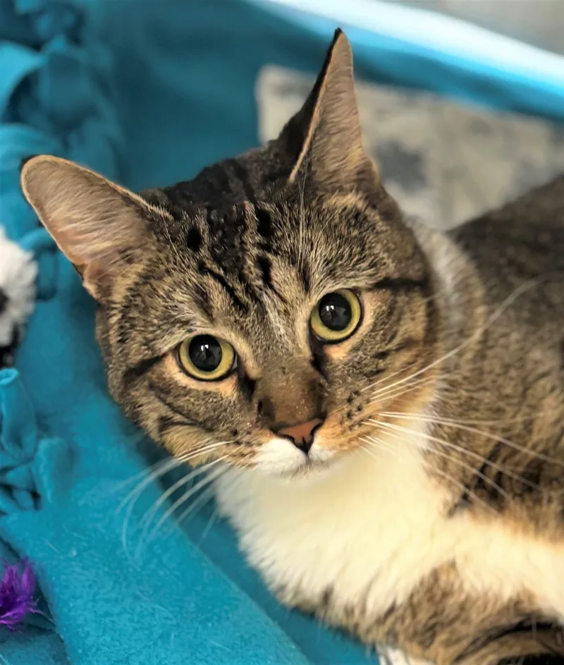 An adult medium-sized male Domestic Short Hair cat named Benny for adoption in Iowa City, IA