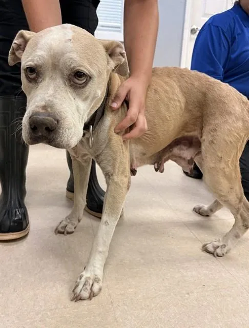 An adult medium-sized female Pit Bull Terrier dog named Stray Wait for adoption in Killeen, TX
