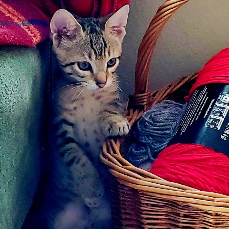 A baby medium-sized male Tabby cat named Andrew Winsomefivesome for adoption in Houston, TX