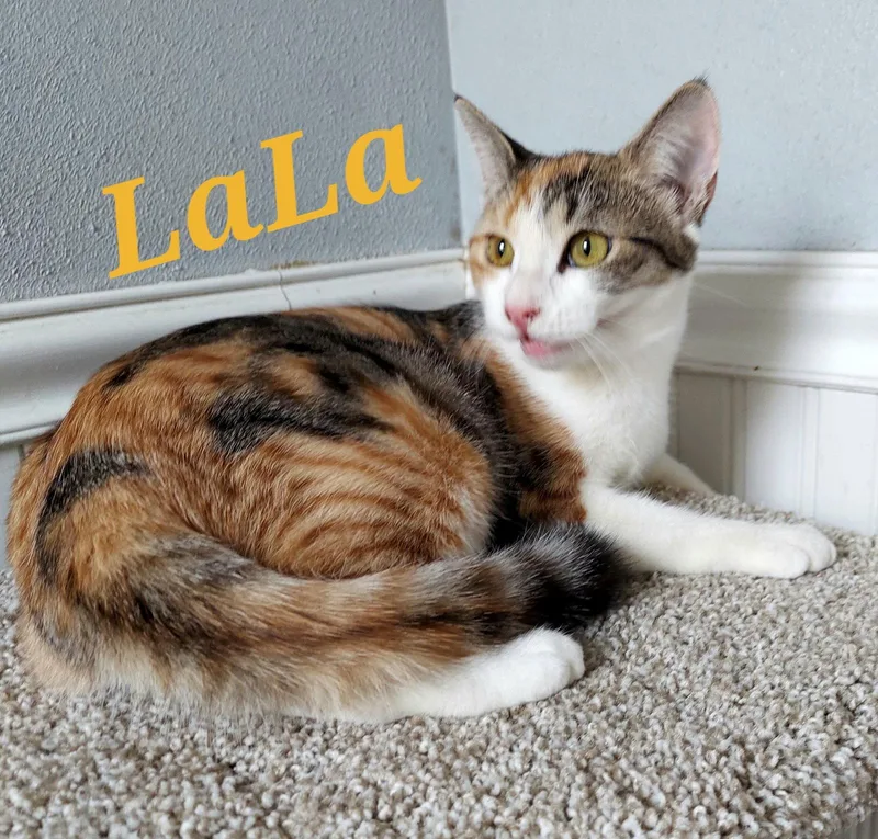 A young medium-sized female Calico cat named Lala for adoption in Monrovia, CA