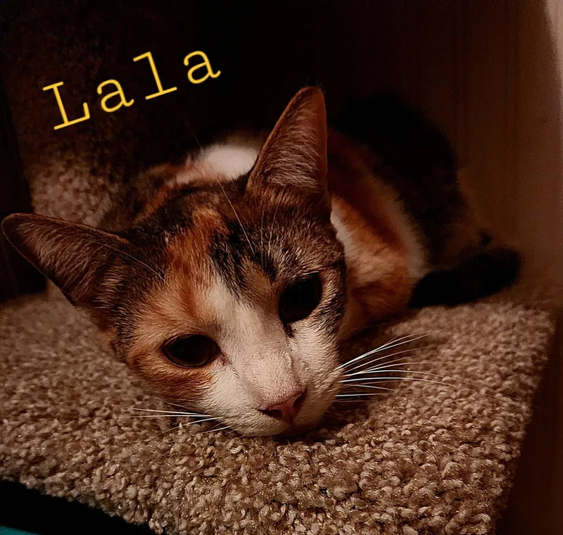 Lala thumbnail 2