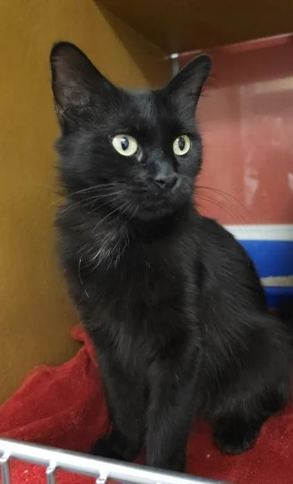 An adult small-sized female Domestic Medium Hair cat named Star for adoption in Phoenix, AZ