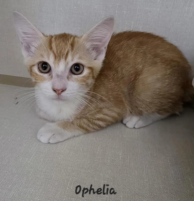 A young medium-sized female Orange & White Domestic Short Hair cat named Ophelia for adoption in Key Largo, FL