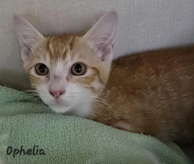 Ophelia thumbnail 3