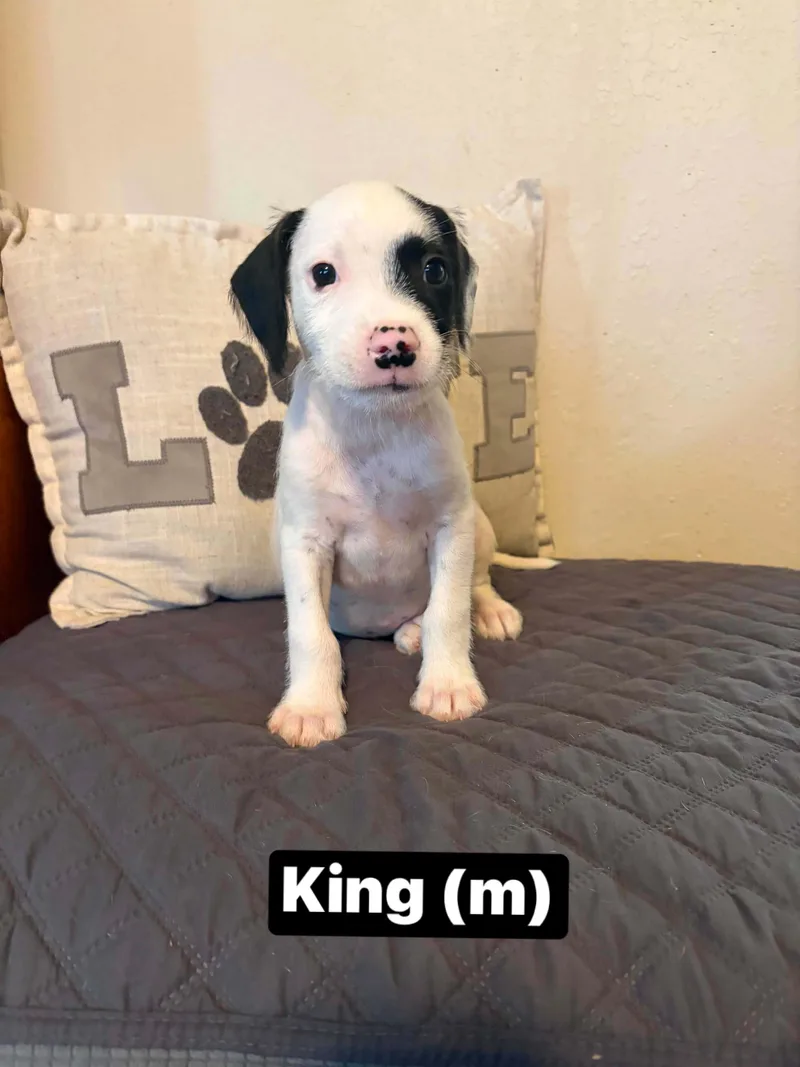 King
