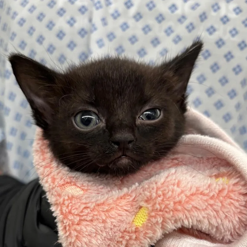A baby small-sized female Black Domestic Short Hair cat named Ariel for adoption in West Palm Beach, FL