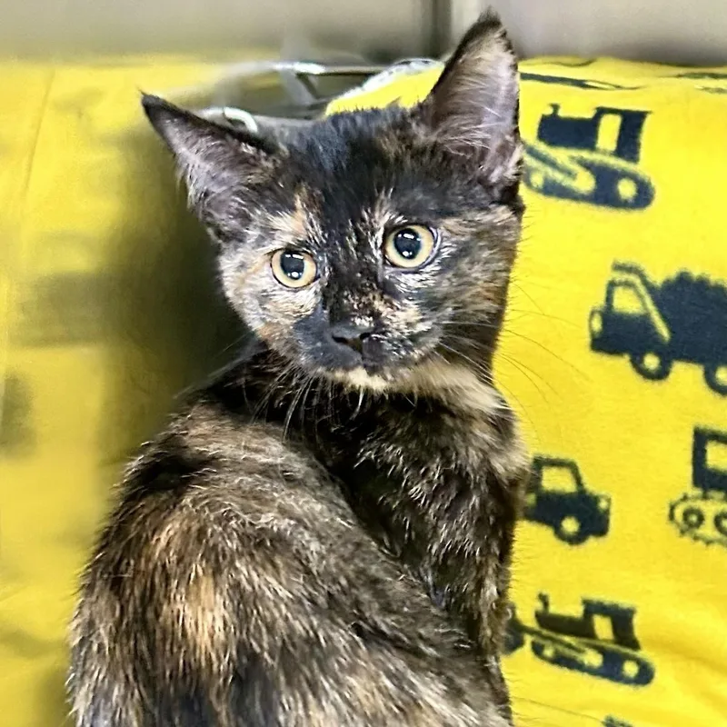 A young small-sized female Tortoiseshell cat named Daisy for adoption in Crestwood, MO