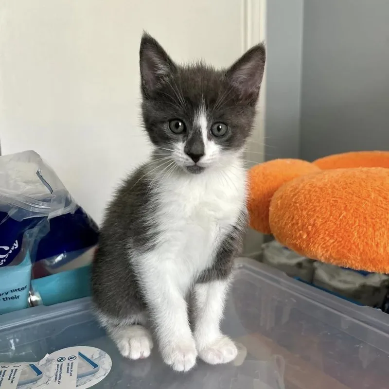 A baby small-sized female Gray / Blue / Silver Domestic Short Hair cat named Monk for adoption in Harrisonburg, VA