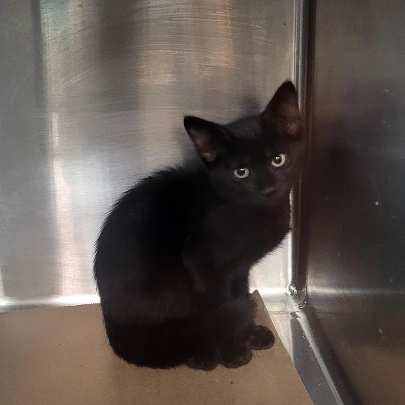 A baby small-sized male Black Domestic Short Hair cat named SCFLStray__ for adoption in Lake Panasoffkee, FL