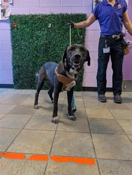 An adult large-sized male Black Mixed Breed dog named 61762010 for adoption in El Paso, TX