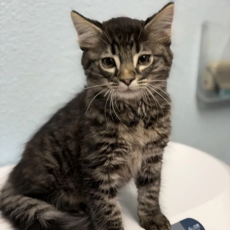 A baby small-sized female Domestic Medium Hair cat named Haha for adoption in Riverside, CA