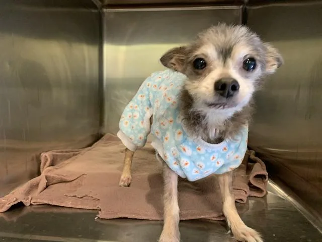 An adult small-sized female Chihuahua dog named Pixie for adoption in Grand Prairie, TX