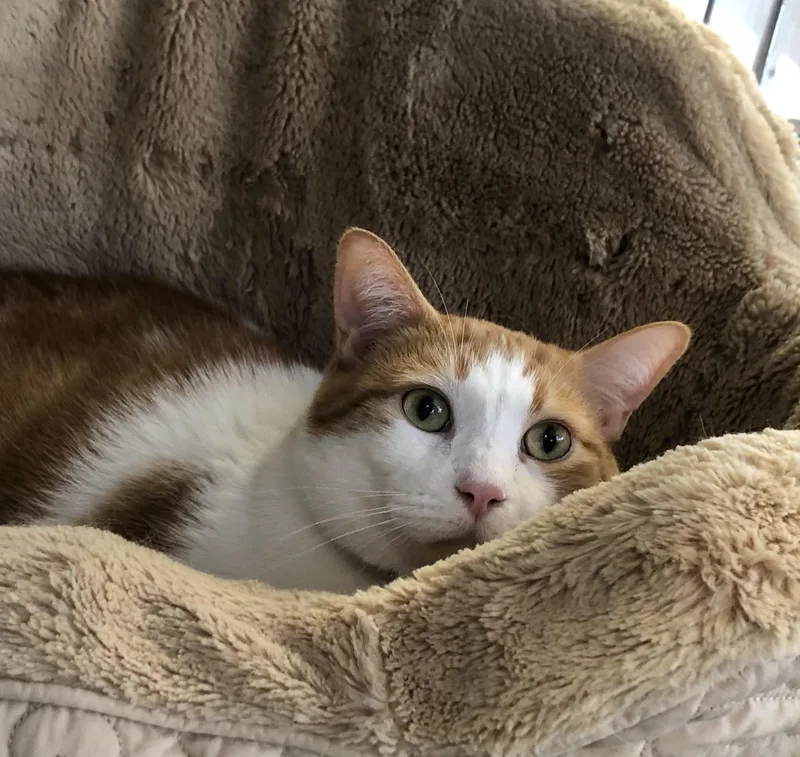 An adult large-sized male Orange & White Domestic Short Hair cat named Osi for adoption in Parma, OH