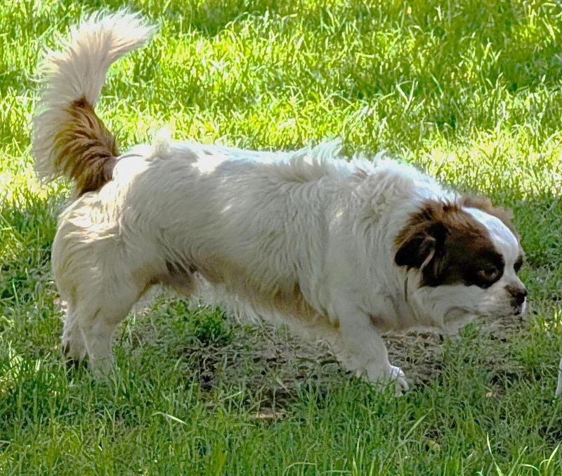 Bongo  Phoenix Area thumbnail 3