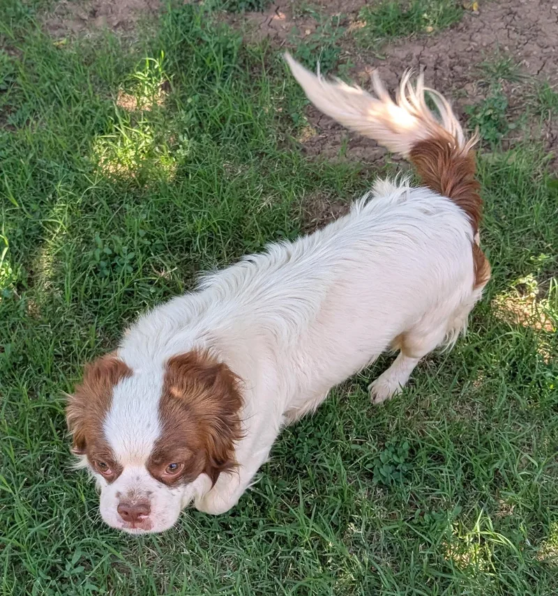 Bongo  Phoenix Area thumbnail 4