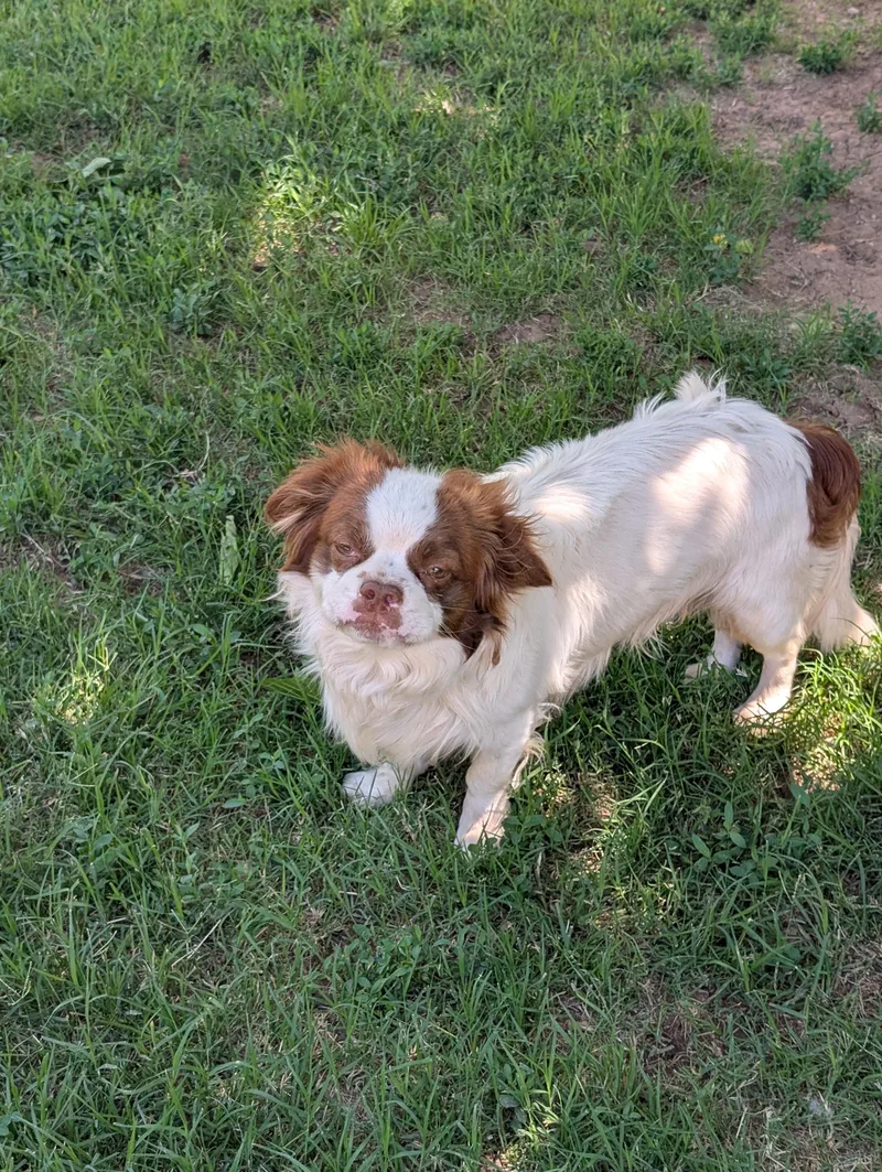 Bongo  Phoenix Area thumbnail 5